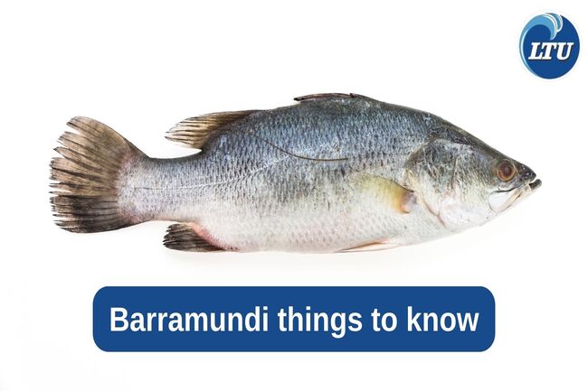 Barramundi things to know